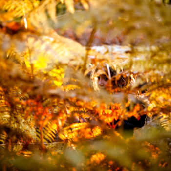 Photographie intitulée "Rayons d'Automne" par Alanig Keltz, Œuvre d'art originale