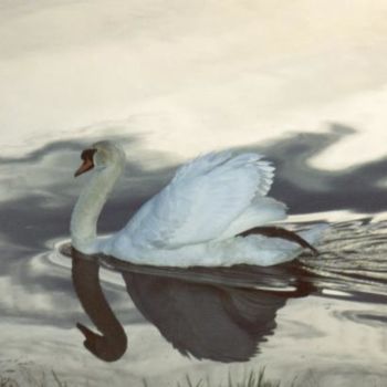 Photographie intitulée "majestueux cigne da…" par Joe, Œuvre d'art originale