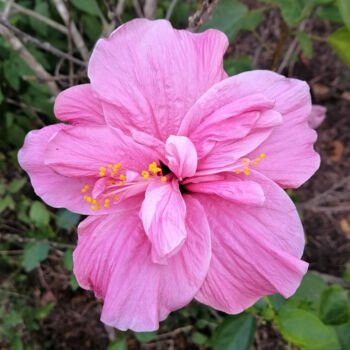 Photographie intitulée "Pink hibiscus flowe…" par Albertbs, Œuvre d'art originale, Photographie numérique