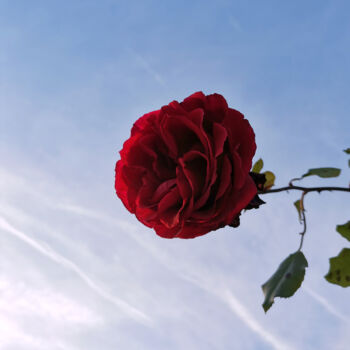 Fotografie getiteld "Big red rose with b…" door Albertbs, Origineel Kunstwerk, Digitale fotografie