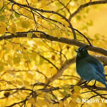 Photography titled "Blue Jay & Yellow A…" by Nadim Yared, Original Artwork