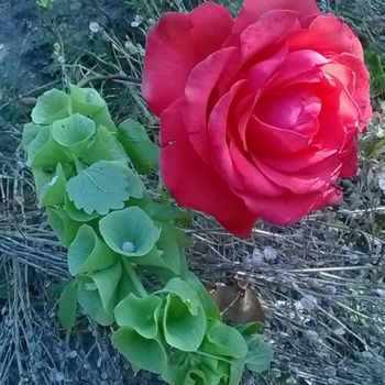 Fotografie getiteld "Rose with molucella…" door Marina Alexandrova, Origineel Kunstwerk
