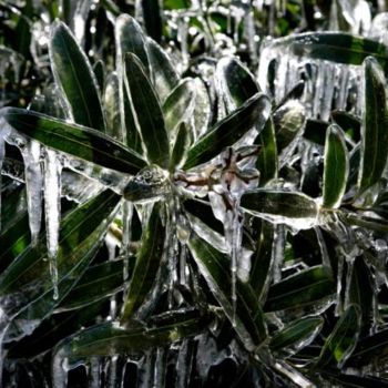 Photography titled "Bushes in ice." by Aleks Demidoff, Original Artwork