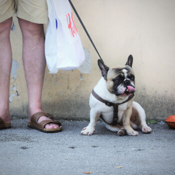 Photographie intitulée "French Bulldog" par Alen Gurovic, Œuvre d'art originale, Photographie non manipulée