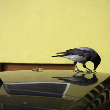 "Bird On Roof" başlıklı Fotoğraf Alen Gurovic tarafından, Orijinal sanat, Fotoşopsuz fotoğraf