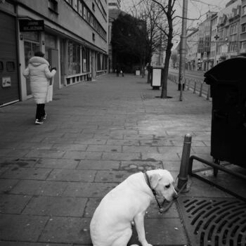 Photography titled "Dogs life" by Alen Gurovic, Original Artwork, Non Manipulated Photography