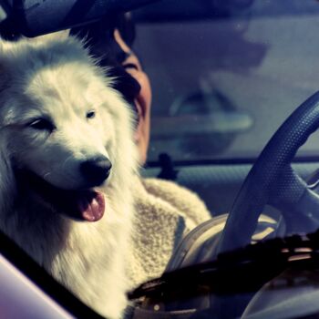Photographie intitulée "Dog driver" par Alen Gurovic, Œuvre d'art originale, Photographie non manipulée