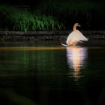 Photography titled "Swan" by Alen Gurovic, Original Artwork, Non Manipulated Photography