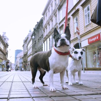 Photography titled "Two Dogs in Ilica s…" by Alen Gurovic, Original Artwork, Non Manipulated Photography