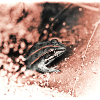 Photography titled "Grenouille" by Alepph.K, Original Artwork
