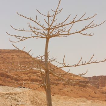 Photography titled "Intense Desert - De…" by Alessandra Garcia, Original Artwork, Analog photography