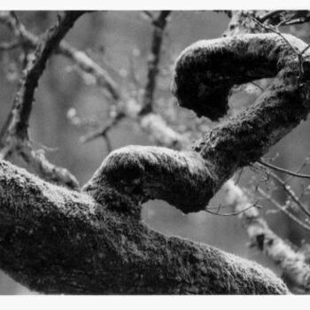Photographie intitulée "La branche" par Jean-Louis Alessandri, Œuvre d'art originale