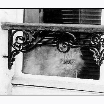 Photographie intitulée "The cat" par Jean-Louis Alessandri, Œuvre d'art originale