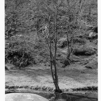 「l'arbre」というタイトルの写真撮影 Jean-Louis Alessandriによって, オリジナルのアートワーク