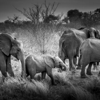 Fotografia intitolato "Elephant family" da Babz, Opera d'arte originale