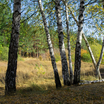 Fotografía titulada "Autumn forest" por Alexander Mats, Obra de arte original, Fotografía digital