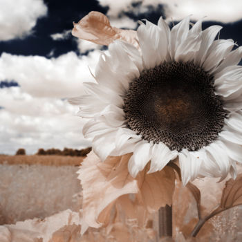 Fotografie mit dem Titel "Sunflower" von Alexander Leng, Original-Kunstwerk