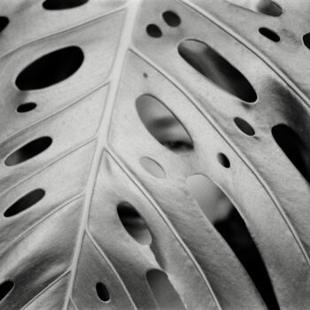 Photography titled "Monstera" by Alexandr Lugovoy, Original Artwork, Analog photography