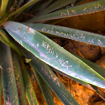 Fotografia zatytułowany „Agave” autorstwa Alexandr Lugovoy, Oryginalna praca, Fotografia cyfrowa