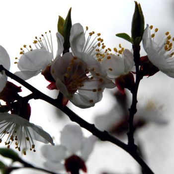 Fotografie getiteld "Peach flowers" door Alexandr Zhurakovskiy, Origineel Kunstwerk, Digitale fotografie