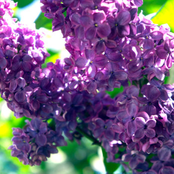 "Lilac sun" başlıklı Fotoğraf Alexandr Zhurakovskiy tarafından, Orijinal sanat, Dijital Fotoğrafçılık