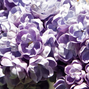 "Lilac" başlıklı Fotoğraf Alexandr Zhurakovskiy tarafından, Orijinal sanat, Dijital Fotoğrafçılık