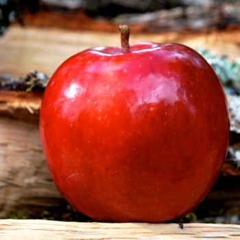 Photographie intitulée "Red Apple" par Alexandra Rider, Œuvre d'art originale
