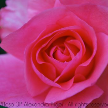 Photographie intitulée "Rose 01" par Alexandra Rider, Œuvre d'art originale