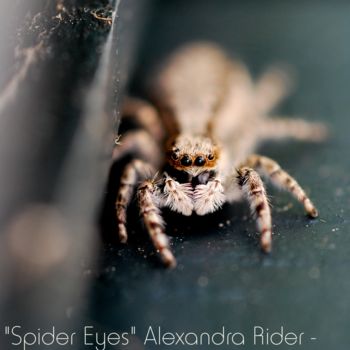 Fotografía titulada "Spider Eyes" por Alexandra Rider, Obra de arte original
