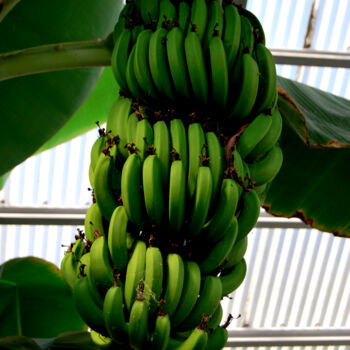 Photographie intitulée "Régime de bananes v…" par Alexandre Pons, Œuvre d'art originale