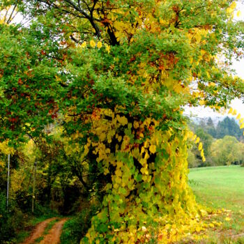 Fotografia intitulada "UN CHEMIN EN AUTOMNE" por Alexandre Pons, Obras de arte originais