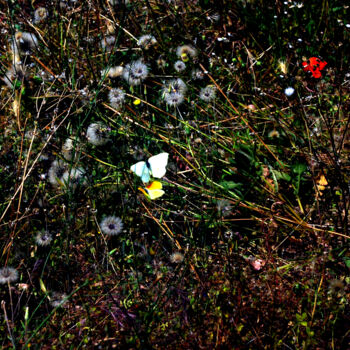 Photography titled "PAPILLONS" by Alexandre Pons, Original Artwork