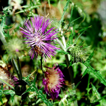 Photography titled "UNE ABEILLE SUR UN…" by Alexandre Pons, Original Artwork