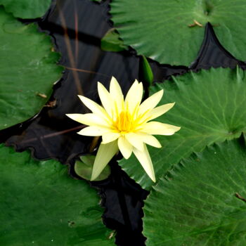 Fotografia intitolato "FLEUR JAUNE SOLITAI…" da Alexandre Pons, Opera d'arte originale