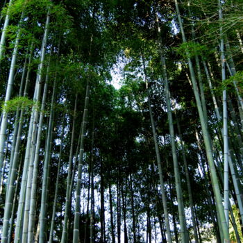 Fotografía titulada "Forêt de bambous" por Alexandre Pons, Obra de arte original, Fotografía digital