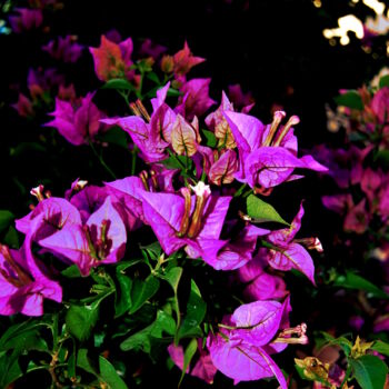 Fotografia intitulada "PORTRAIT DE FLEURS 3" por Alexandre Pons, Obras de arte originais, Fotografia digital