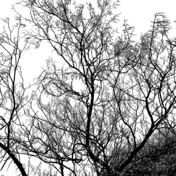 Photography titled "Branches en hiver" by Alexandre Pons, Original Artwork, Digital Photography