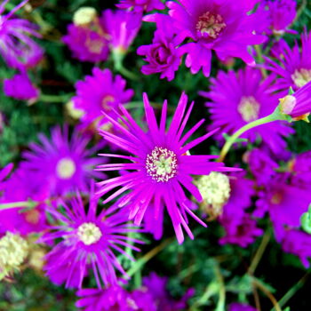 Fotografía titulada "Portrait de fleurs 5" por Alexandre Pons, Obra de arte original, Fotografía digital