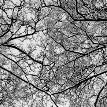 Photography titled "Branches" by Alexey Sobolev, Original Artwork, Analog photography