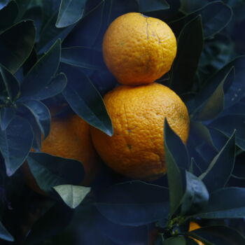 Fotografia zatytułowany „orange tree” autorstwa Alexis Maniatis, Oryginalna praca, Fotografia cyfrowa