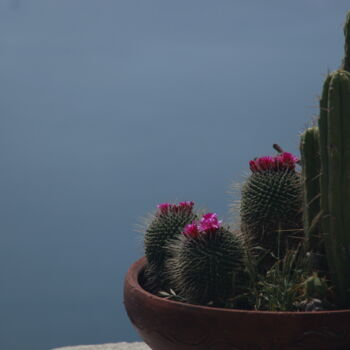 Fotografia intitulada "cactus" por Alexis Maniatis, Obras de arte originais, Fotografia digital