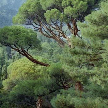 Fotografía titulada "Old pinia" por Vyacheslav Gornostayev, Obra de arte original