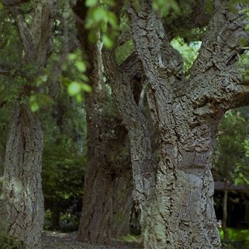 Fotografie getiteld "Cork forest" door Vyacheslav Gornostayev, Origineel Kunstwerk