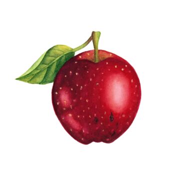 Peinture intitulée "Red apple" par Alfiya Scheck, Œuvre d'art originale, Aquarelle