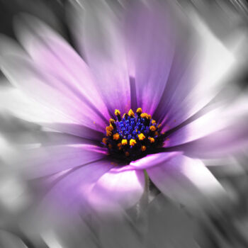 Arts numériques intitulée "Floral 1" par Alfonso García, Œuvre d'art originale, Photographie numérique