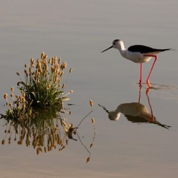 Fotografía titulada "Cigueñuela" por Alfredo.G.Mira, Obra de arte original