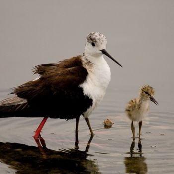 Fotografia intitulada "Mama Cigueñuela" por Alfredo.G.Mira, Obras de arte originais