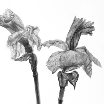 Drawing titled "Daffodils (30x40 cm…" by Alisa Diakova, Original Artwork, Pencil
