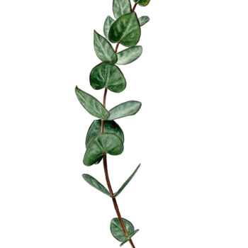Pintura intitulada "Ethereal Eucalyptus…" por Alisa Vovk, Obras de arte originais, Aquarela