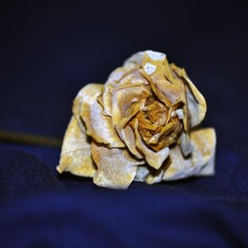 Photography titled "Dead Flower" by Alis La Luna, Original Artwork
